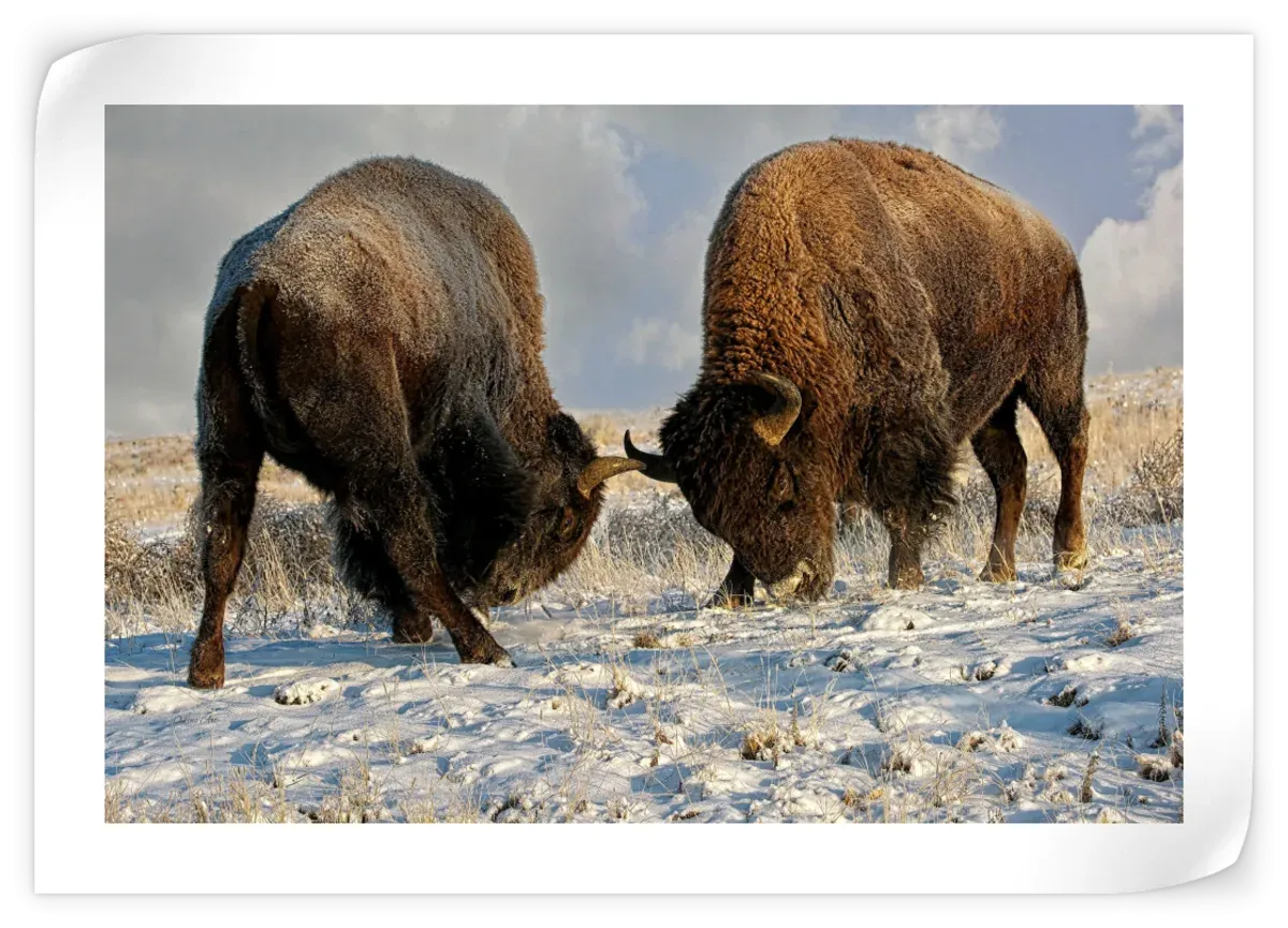 A Fight Between Two Male Bison Wall Art