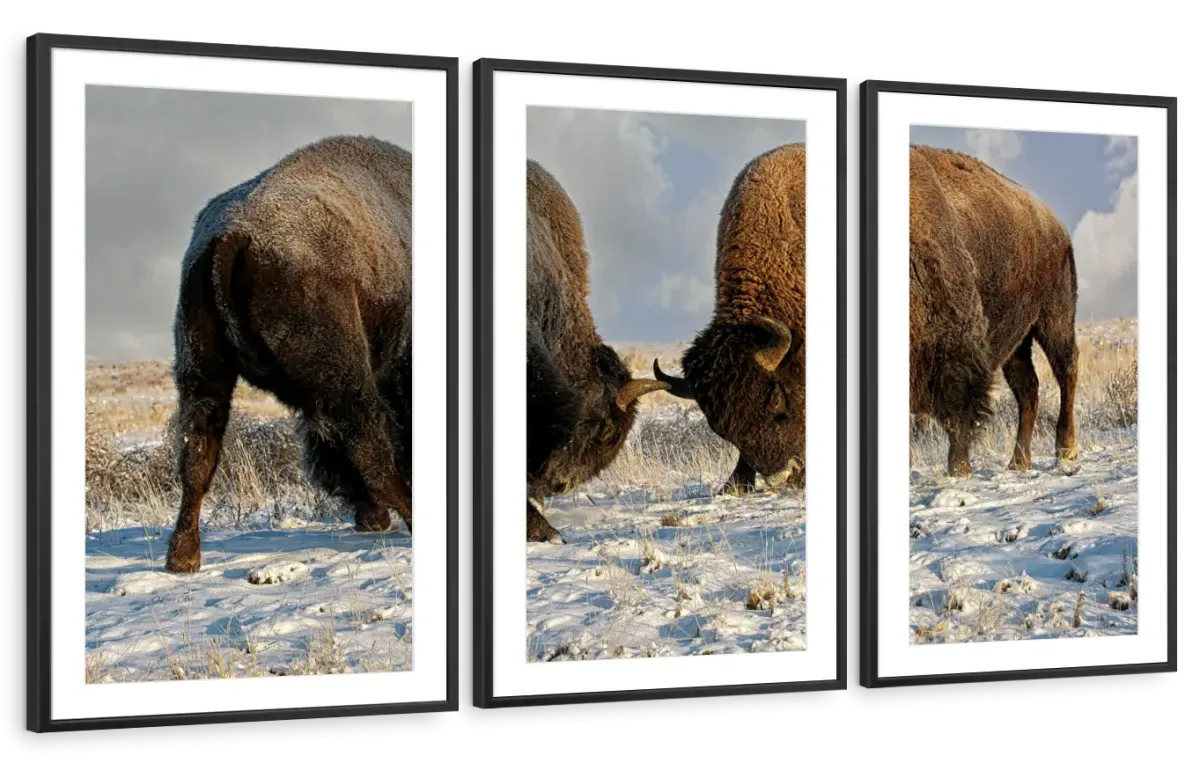 A Fight Between Two Male Bison Wall Art