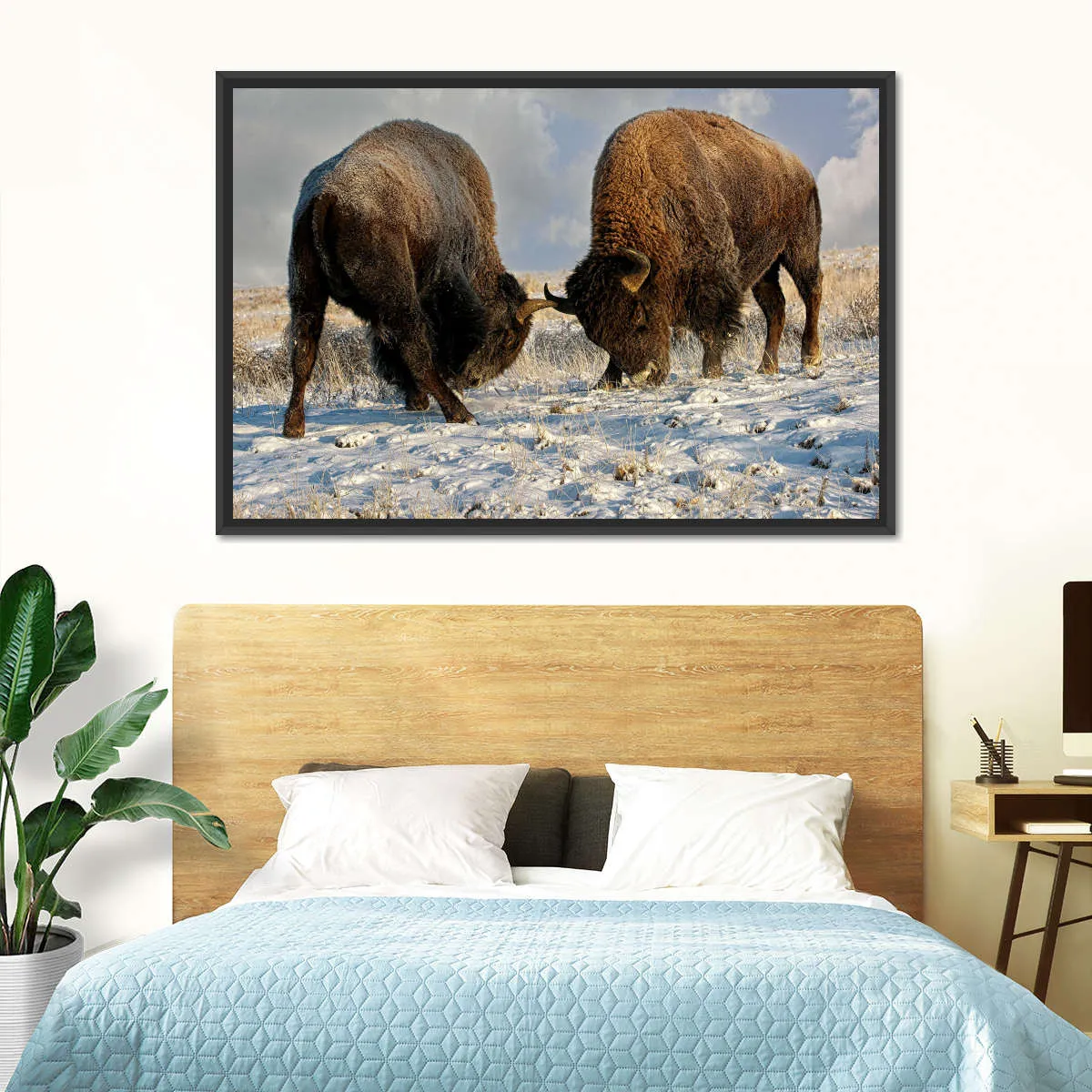 A Fight Between Two Male Bison Wall Art