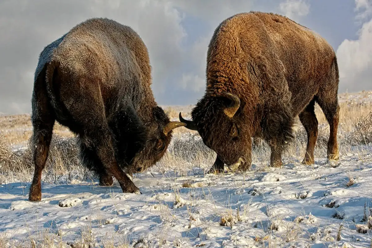 A Fight Between Two Male Bison Wall Art