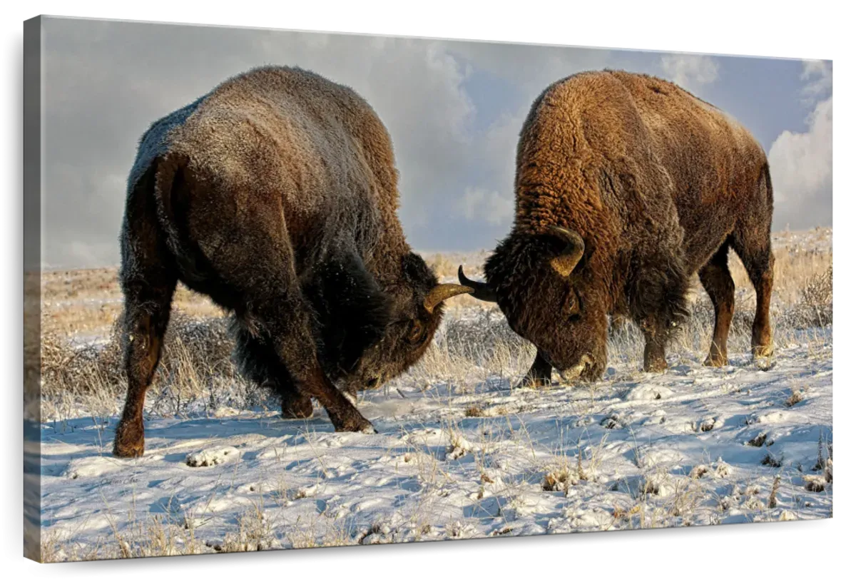 A Fight Between Two Male Bison Wall Art