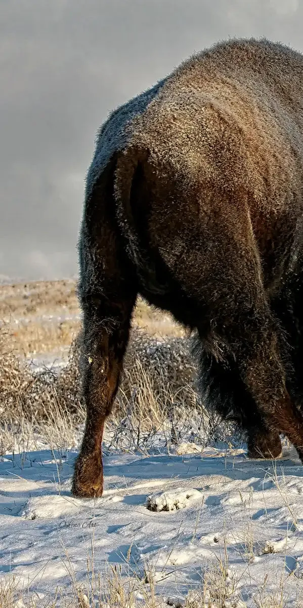 A Fight Between Two Male Bison Wall Art