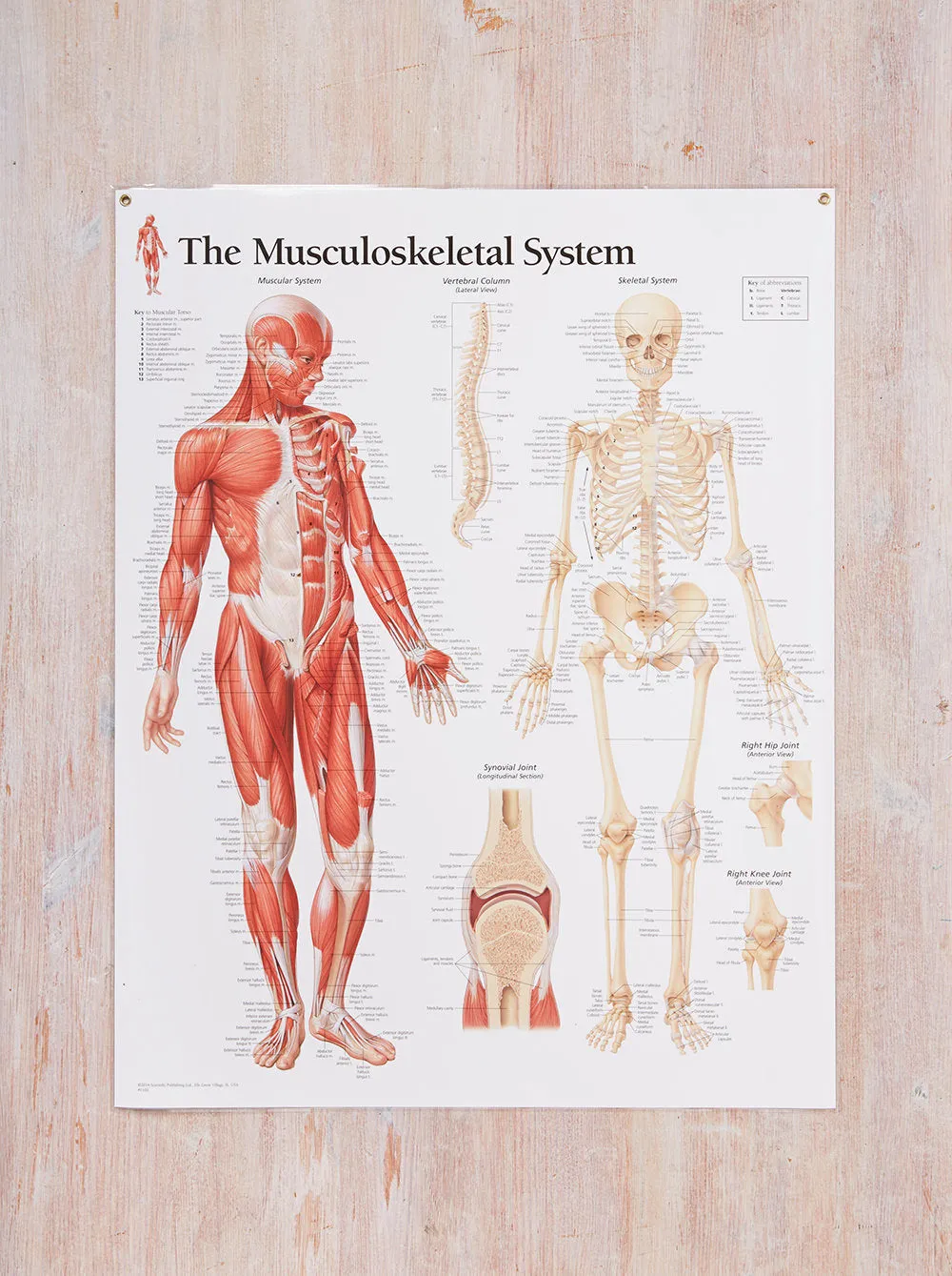 Musculoskeletal System Laminated Poster